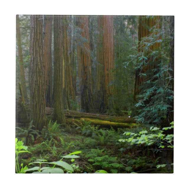 Sequóias em Muir Woods National Park (Frente)