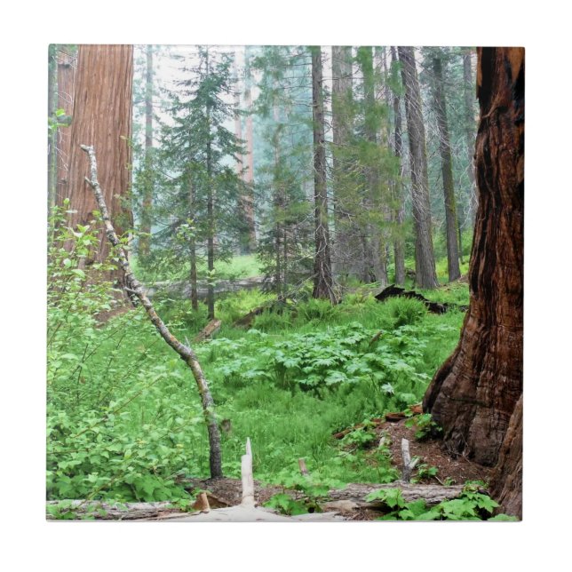 Sequoias gigantes em Grant Grove, CA (Frente)