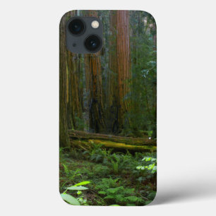 Sequoias No Parque Nacional De Muir Woods