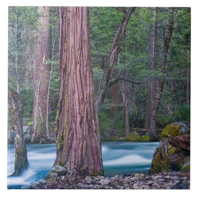 Sequoias & Rio Merced Parque Nacional de Yosemite, (Frente)
