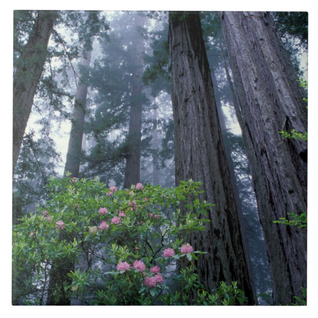 Sequoias Vermelhas e Rhododendrons (Frente)