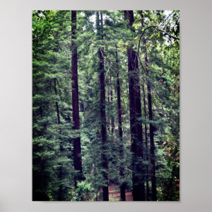 Sequoias Vermelhas nº 2 Poster