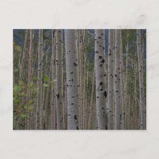 Serão Cartões de Posto de Assinatura Gratuita