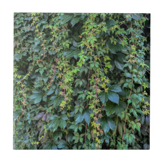 Serene Green Ivy Wall Prendendo Folhas de Plantas 