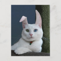 Serenidade como cartão postal Bunny