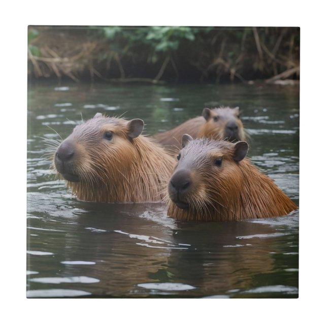 "Serenidade do Rio: Capybaras Nadando no Fluxo" (Frente)