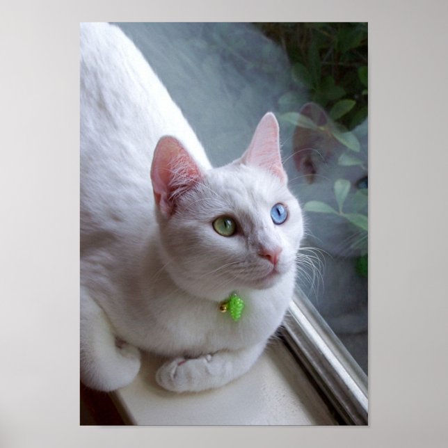 Serenidade por poster de janela (Frente)