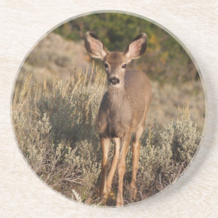 Série Animal — Porta copos Mule Deer Fawn