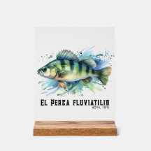 Série Aquarela: Perca
