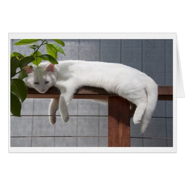 Série cómica do cartão vazio do gatinho (Frente Horizontal)