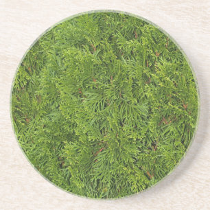 Série Plant/Flower — Porta copos Cedar Bush