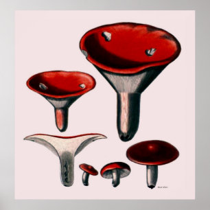 Série Poster De Cogumelo Primeiro De Oito