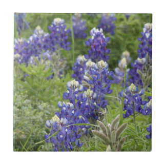 Série SJefferson Texas Bluebonnets nº 2