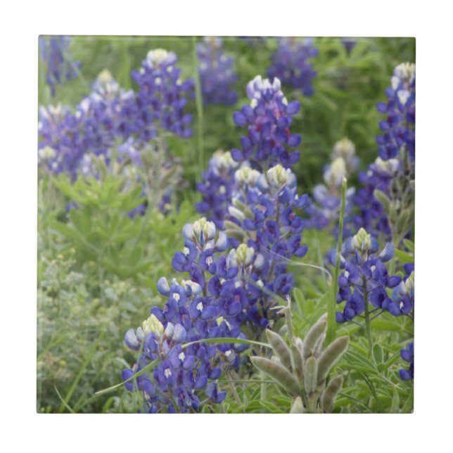 Série SJefferson Texas Bluebonnets nº 2 (Frente)
