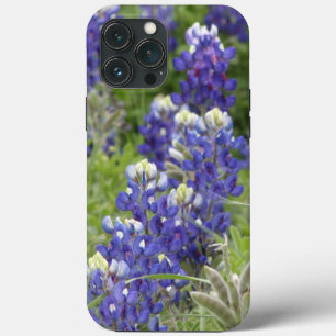 Série SJefferson Texas Bluebonnets nº 2