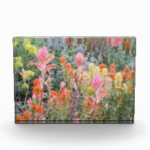 Serra Wildflowers do soro de leite coalhado