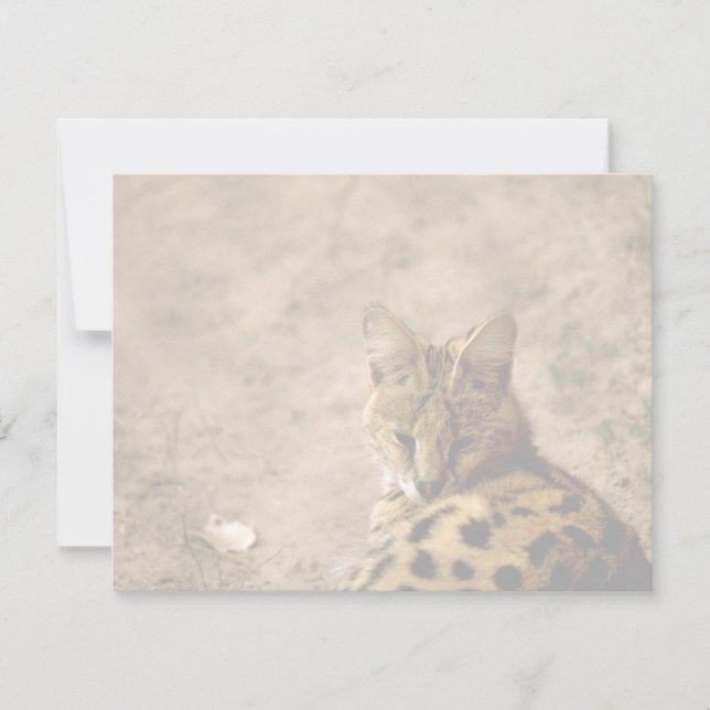 Serval cat (Frente)