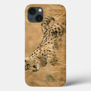 Serval (Leptailurus Serval) Saltando