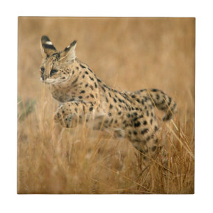Serval (Leptailurus Serval) Saltando