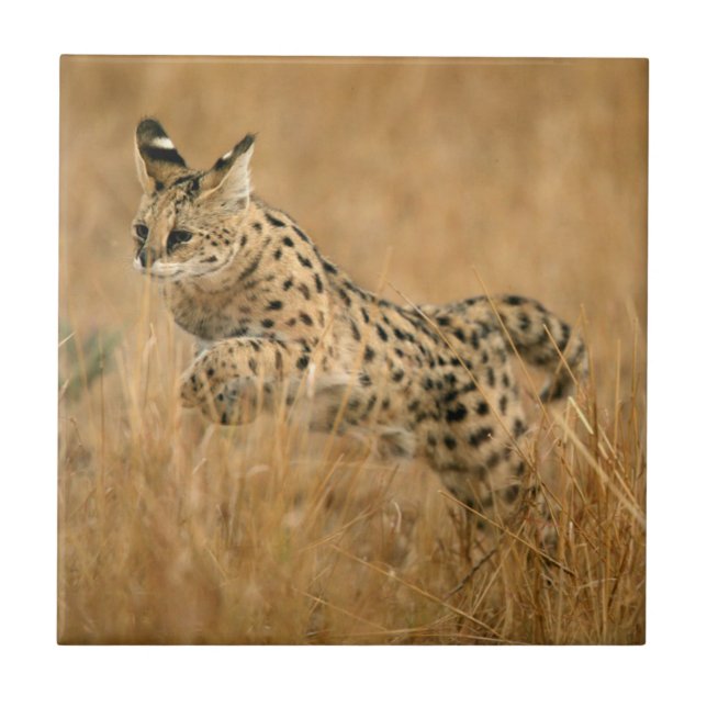 Serval (Leptailurus Serval) Saltando (Frente)