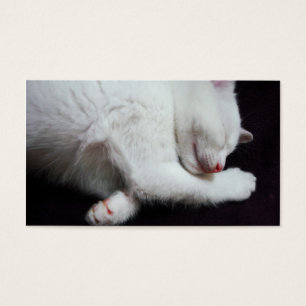 SESTA DO GATINHO