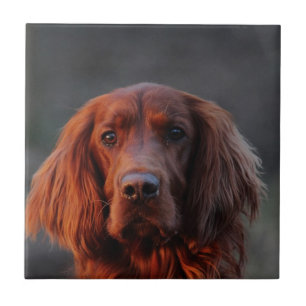 Setter irlandês