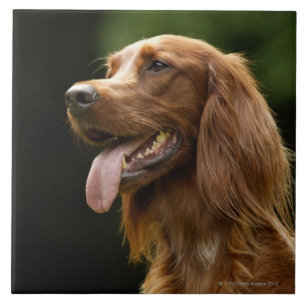 Setter irlandês 2