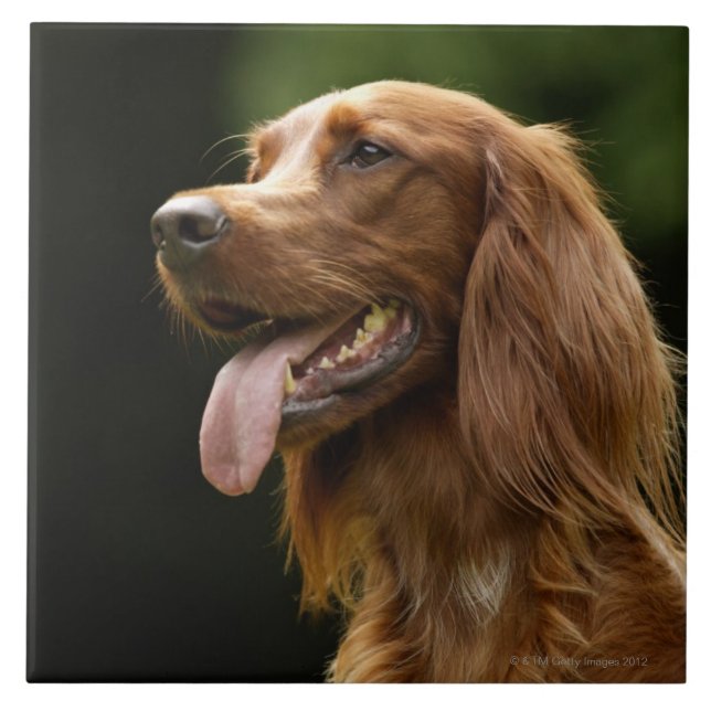 Setter irlandês 2 (Frente)