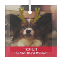 Seu Pet de Reindeer Molhado Foto Pet