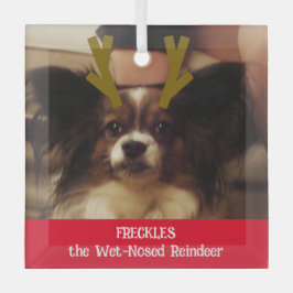 Seu Pet de Reindeer Molhado Foto Pet