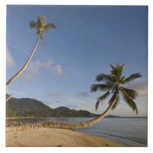 Seychelles, Ilha de Mahe, palmeira horizontal,