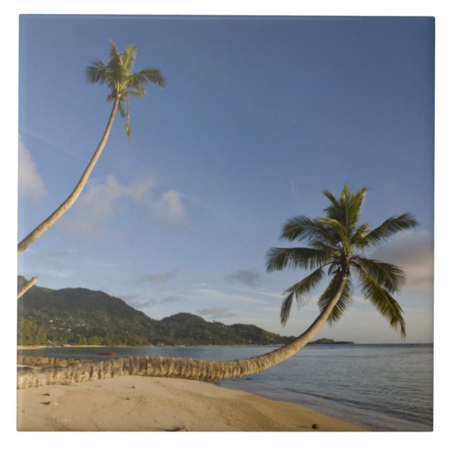 Seychelles, Ilha de Mahe, palmeira horizontal, (Frente)