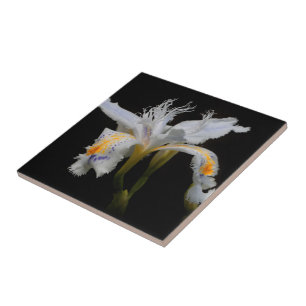 Shaga Japonês, Prendido Floral Elegante