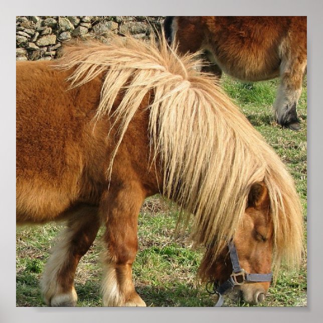 Shaggy Shetland Pony Poster (Frente)