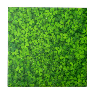 Shamrock Clovers Green Irish Símbolo Irlanda