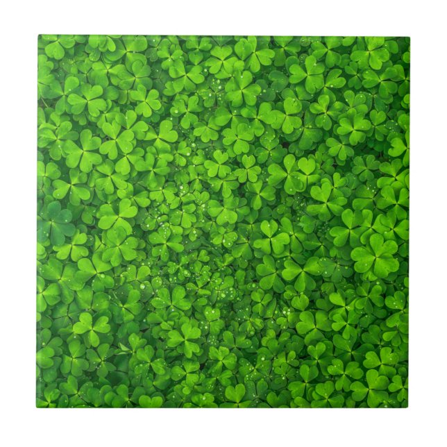 Shamrock Clovers Green Irish Símbolo Irlanda (Frente)