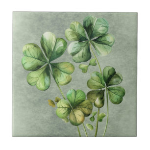Shamrock Verde Belo