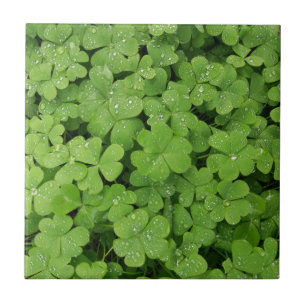 Shamrock verde fresco, Ruas sortudas. Trevo picant