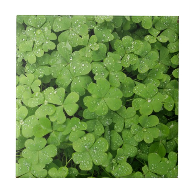 Shamrock verde fresco, Ruas sortudas. Trevo picant (Frente)