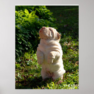 Shar-pei Chinês - Poster