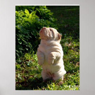 Shar-pei Chinês - Poster
