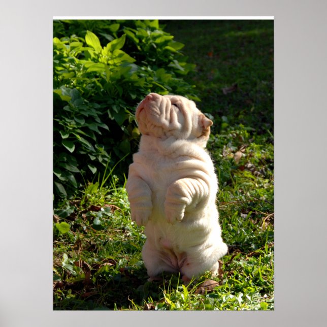 Shar-pei Chinês - Poster (Frente)