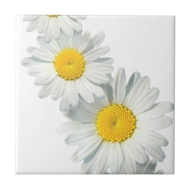 Shasta Daisies (Frente)