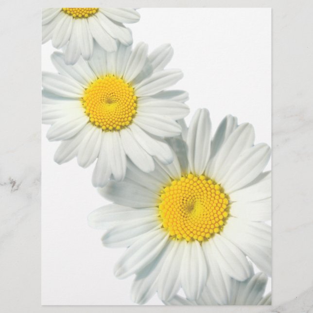 Shasta Daisies (Frente)