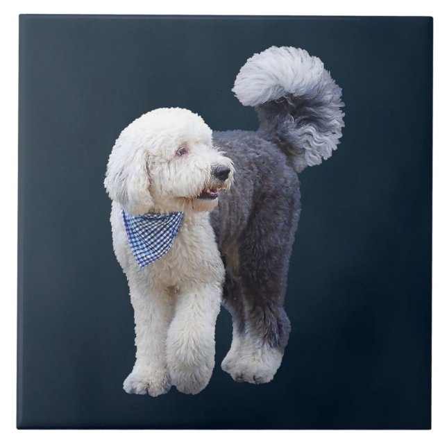 Sheepadoodle Com Cachecol Xadrez Azul (Frente)