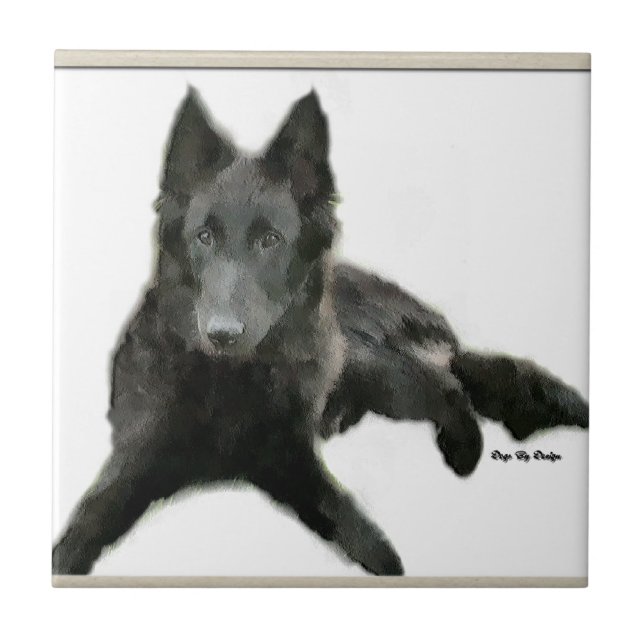 Sheepdog Art belga (Frente)
