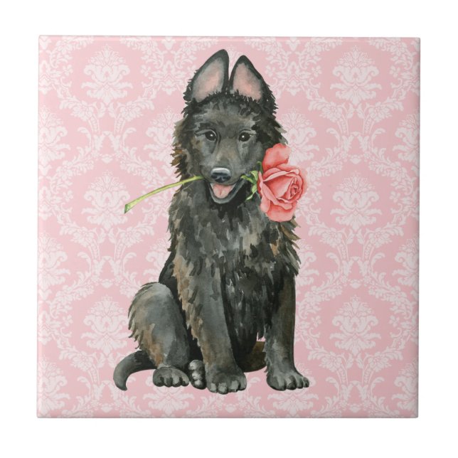 Sheepdog Belga namorados (Frente)