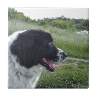 Sheepdog búlgaro