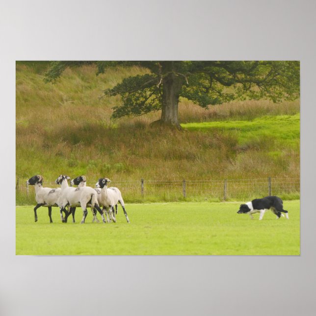 Sheepdog Herding Sheep Poster (Frente)