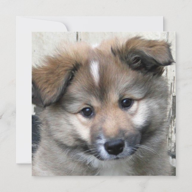 Sheepdog Islandês 2014-0801 (Frente)